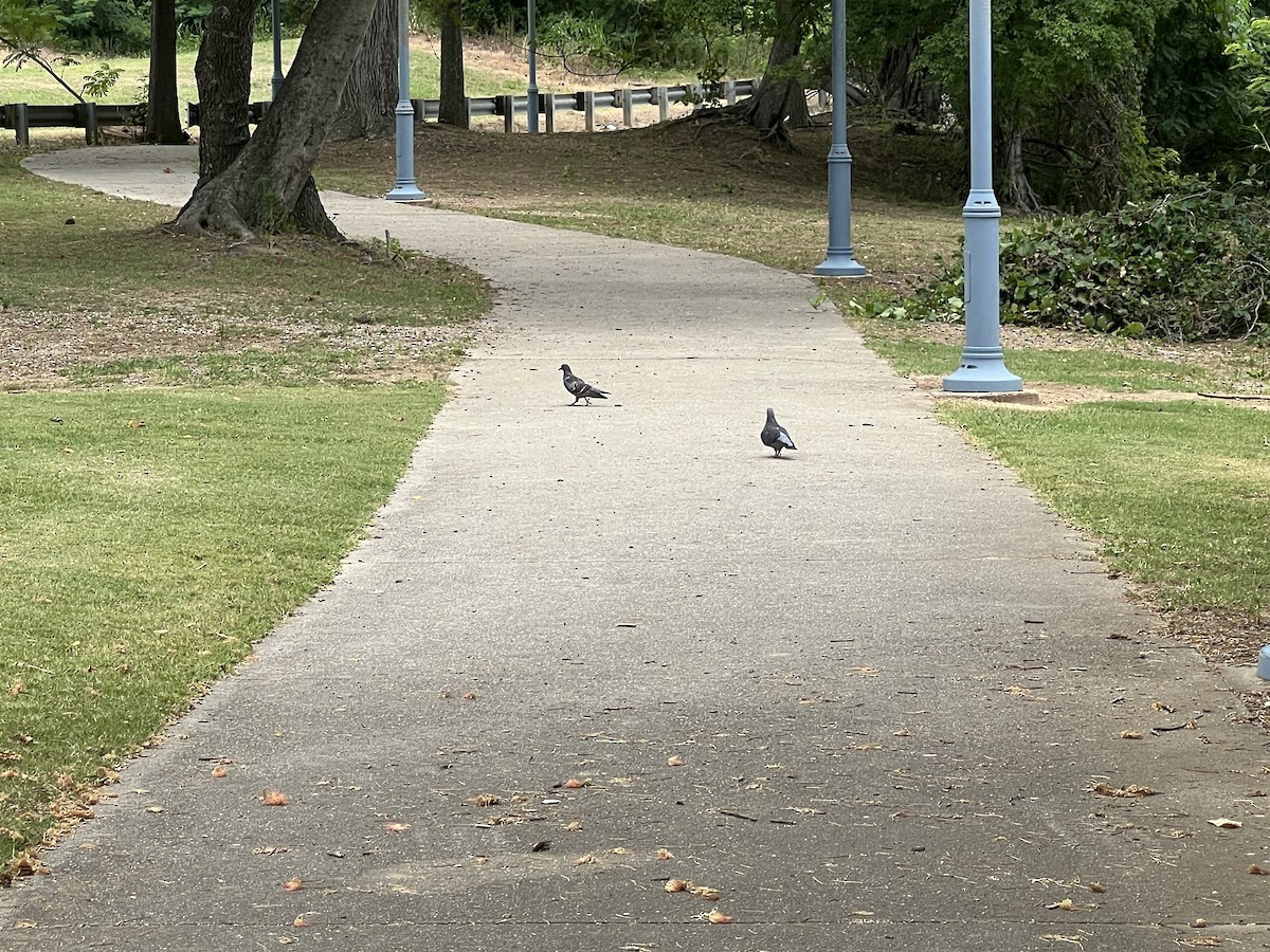 Rock Pigeon (Feral Pigeon) - ML620620587