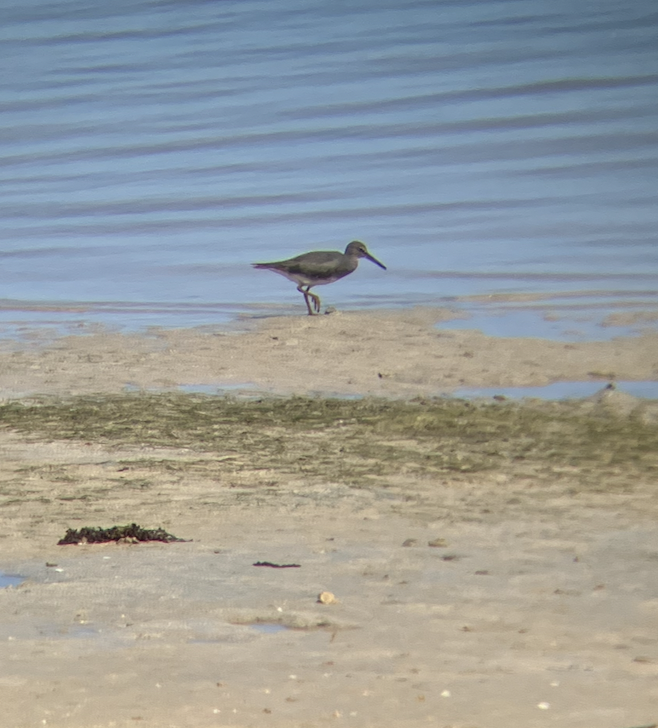 Wandering Tattler - ML620620588