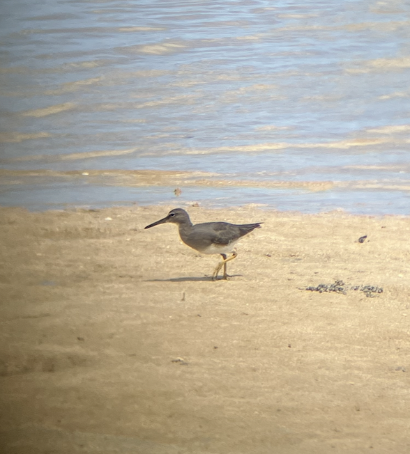 Wandering Tattler - ML620620589