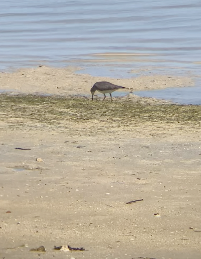 Wandering Tattler - ML620620591