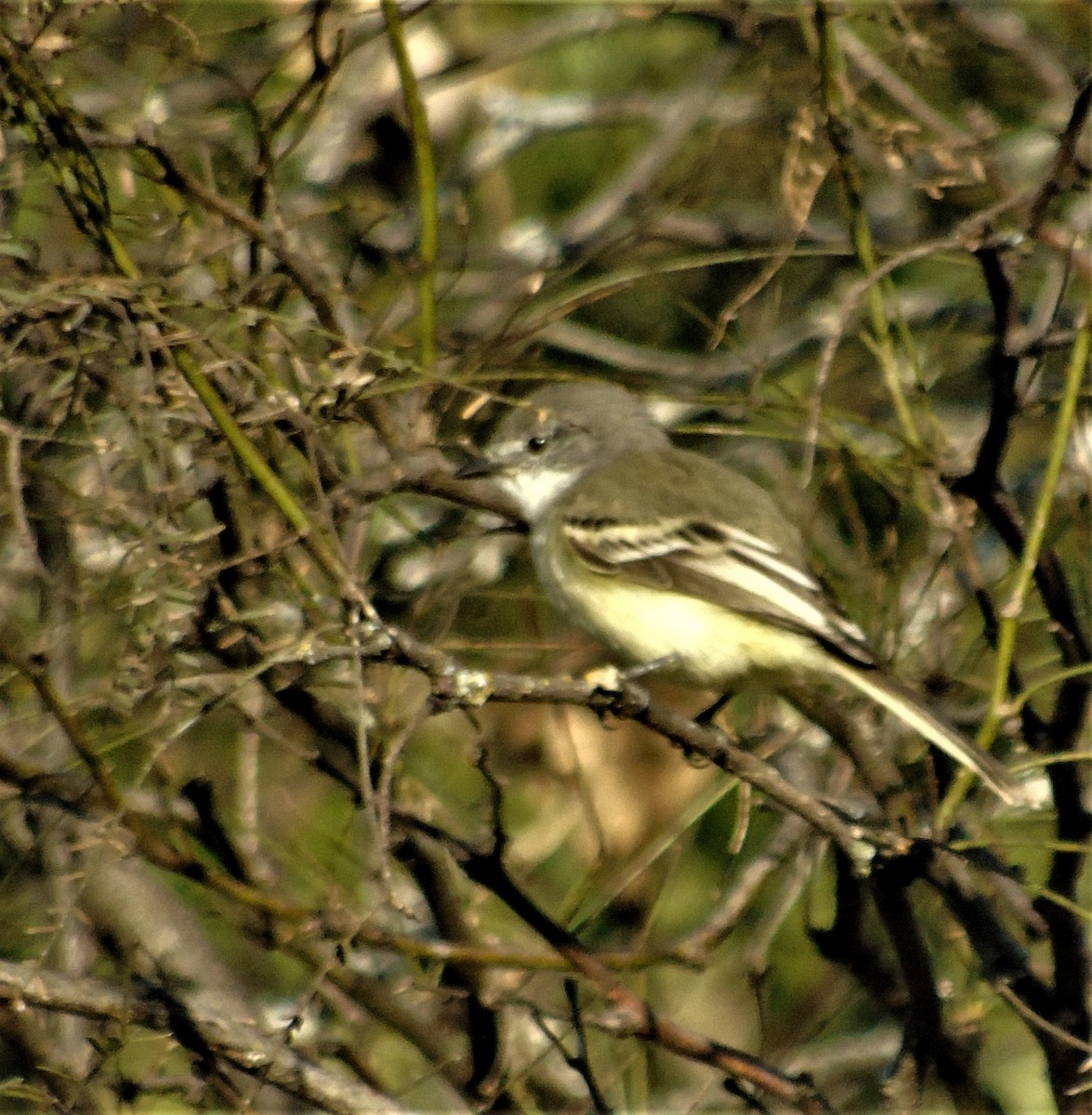 Suiriri Flycatcher - ML620620593