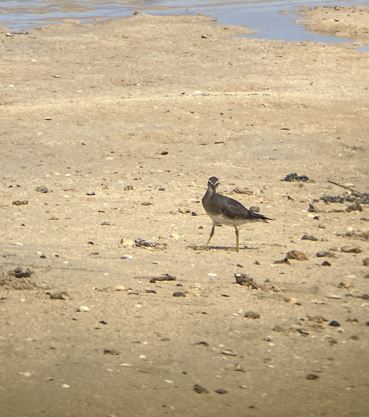 Wandering Tattler - ML620620594