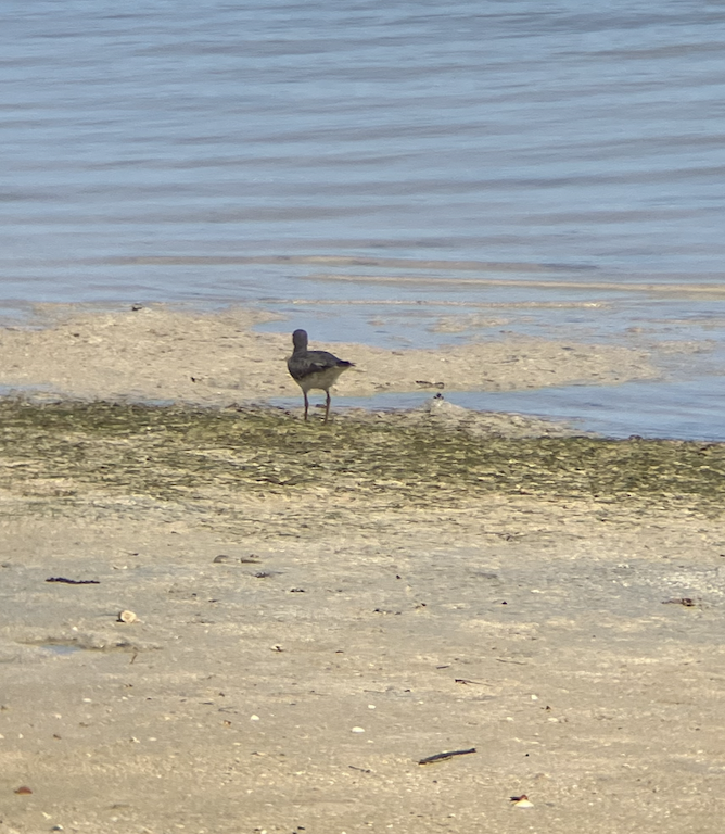 Wandering Tattler - ML620620595