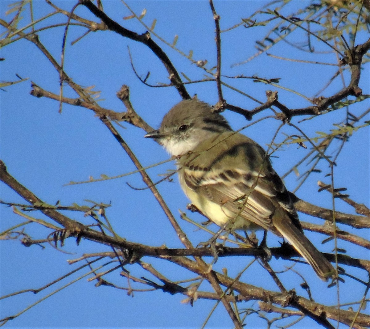 Suiriri Flycatcher - ML620620596