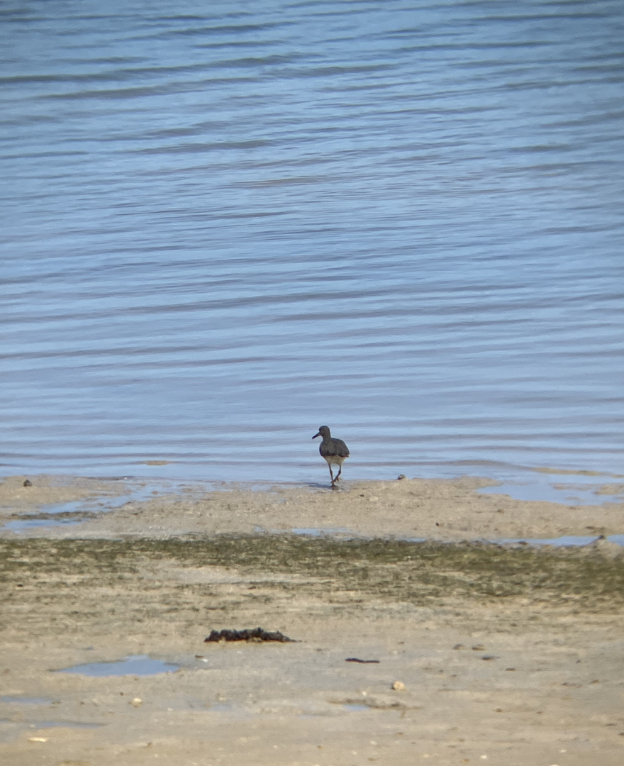 Wandering Tattler - ML620620598