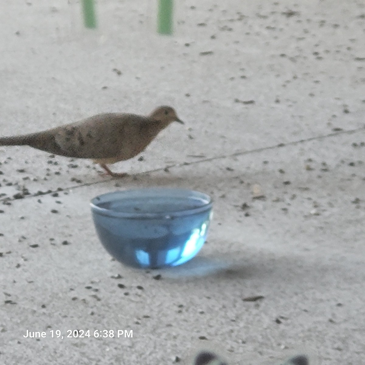 Mourning Dove - ML620620601