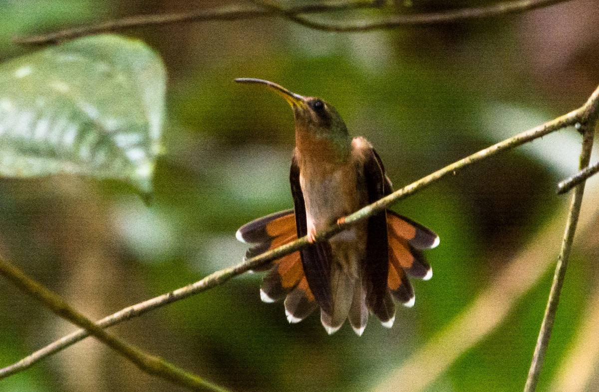 Rufous-breasted Hermit - ML620620609