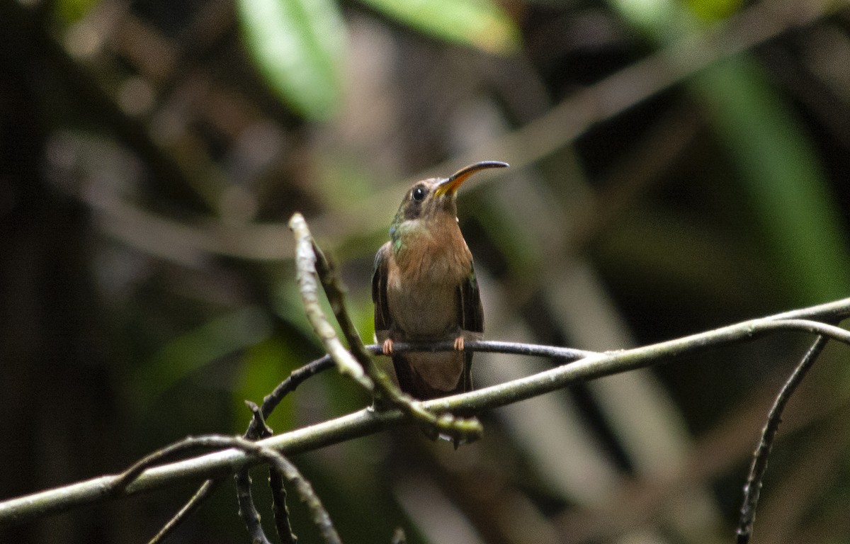 Rufous-breasted Hermit - ML620620610