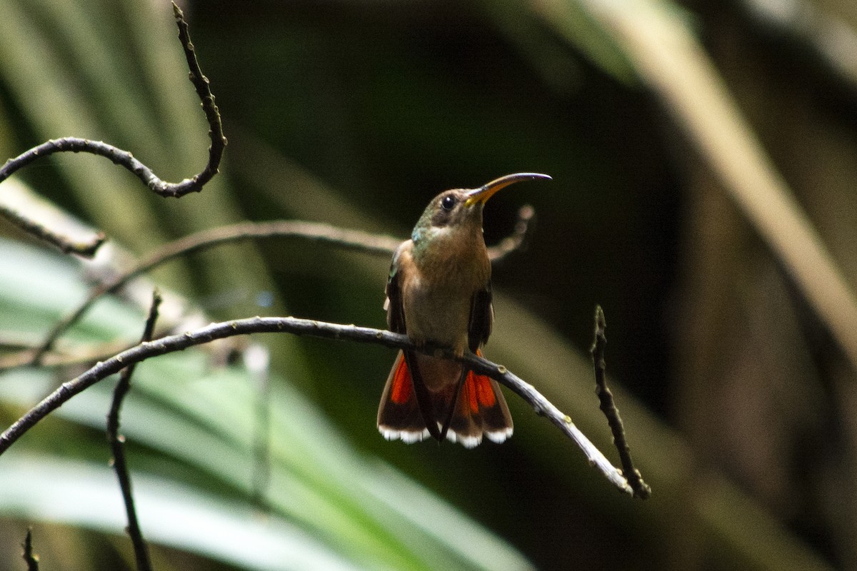 Rufous-breasted Hermit - ML620620611