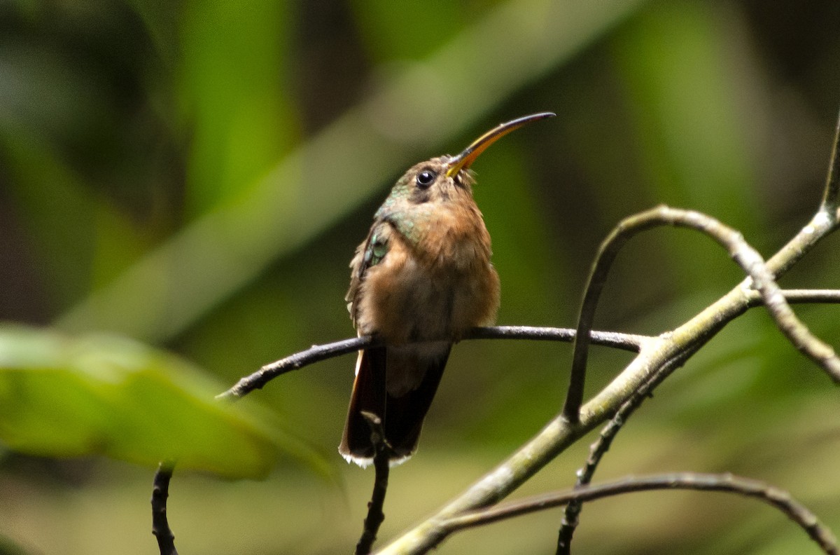 Rufous-breasted Hermit - ML620620612