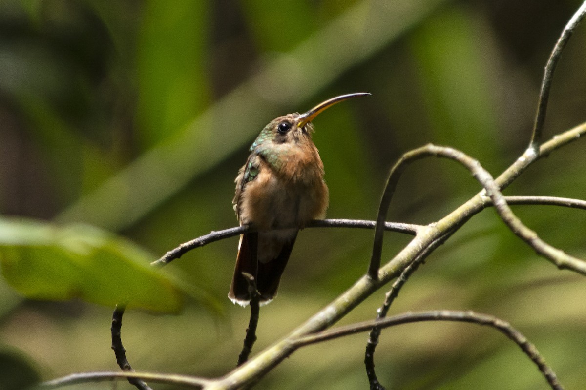 Rufous-breasted Hermit - ML620620613