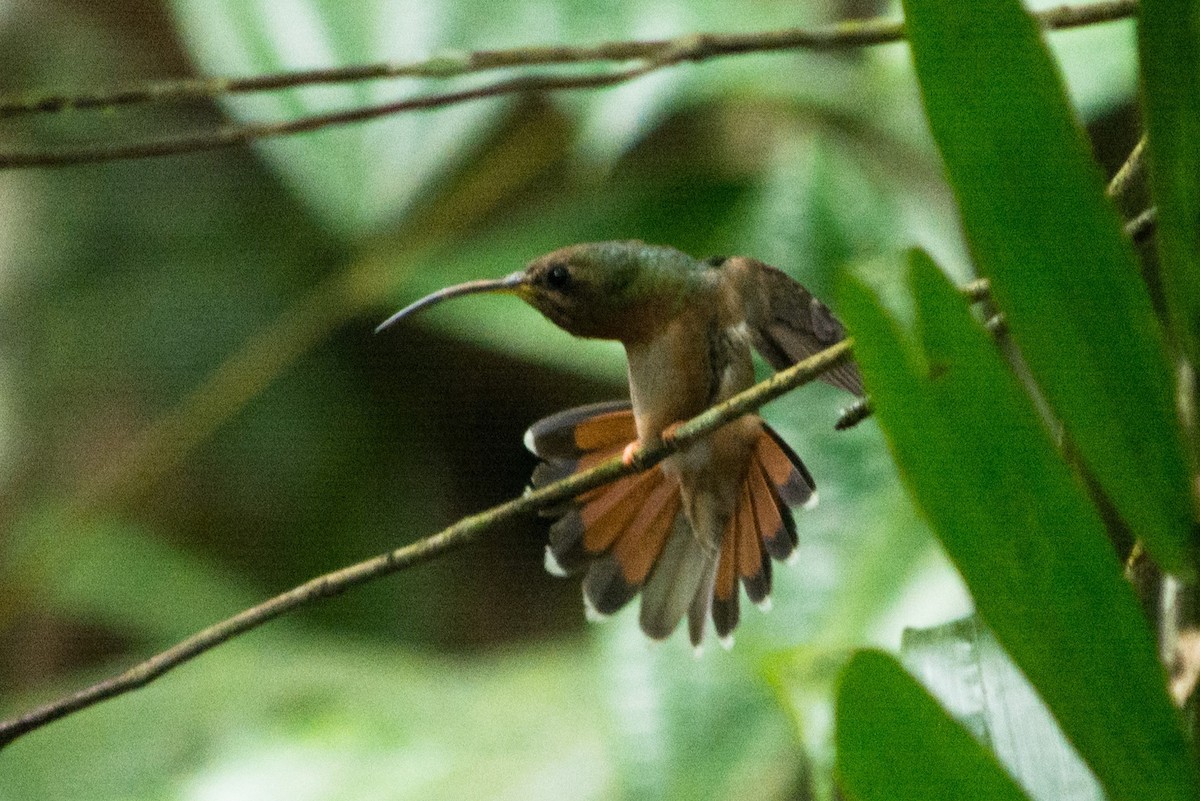 Rufous-breasted Hermit - ML620620614