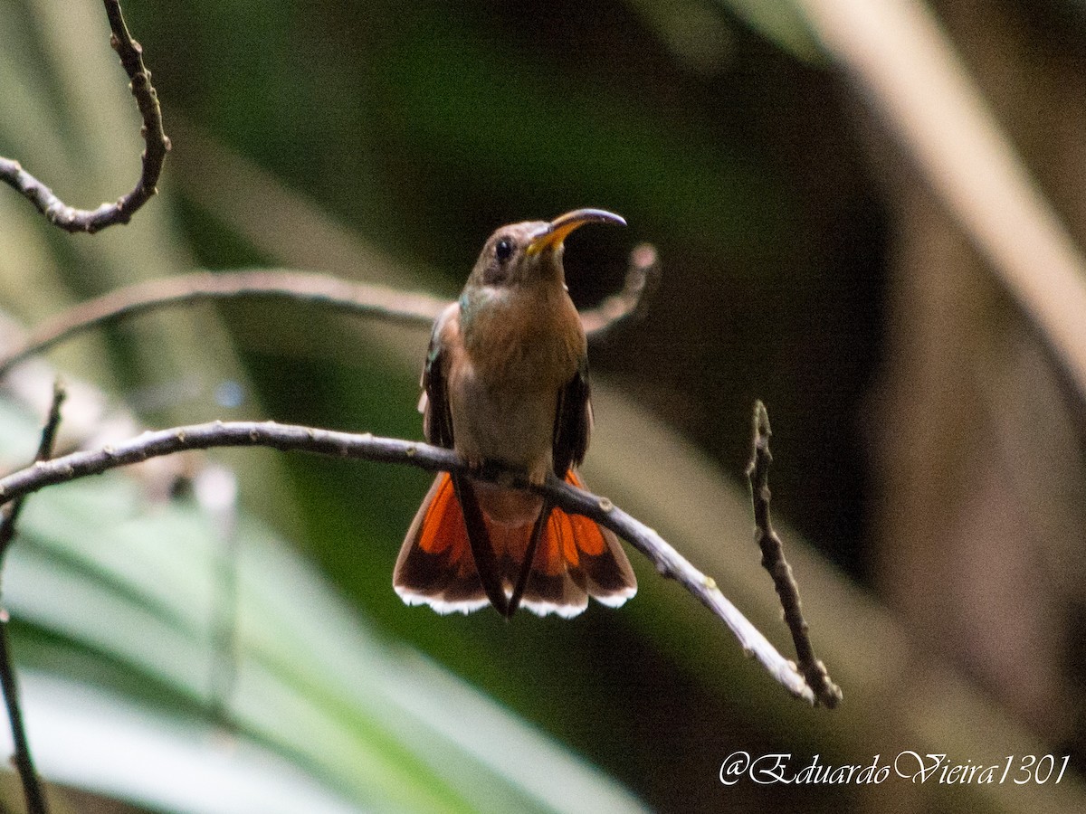 Rufous-breasted Hermit - Eduardo Vieira 17