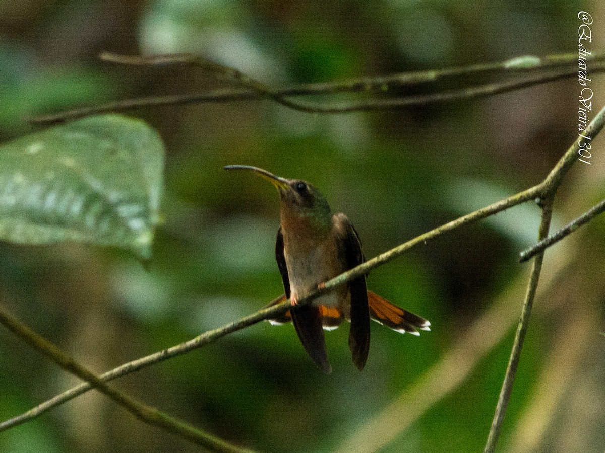 Rotschwanz-Schattenkolibri - ML620620616