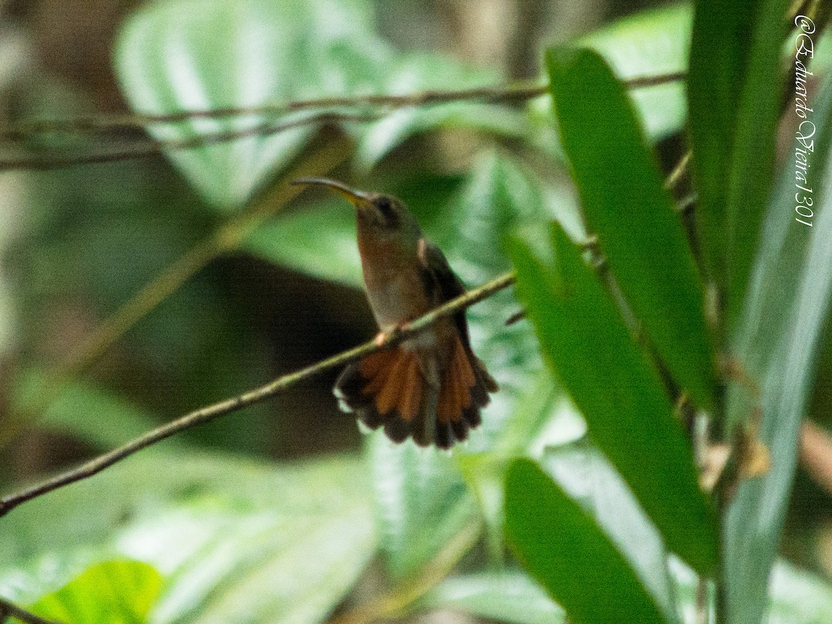 Rufous-breasted Hermit - Eduardo Vieira 17