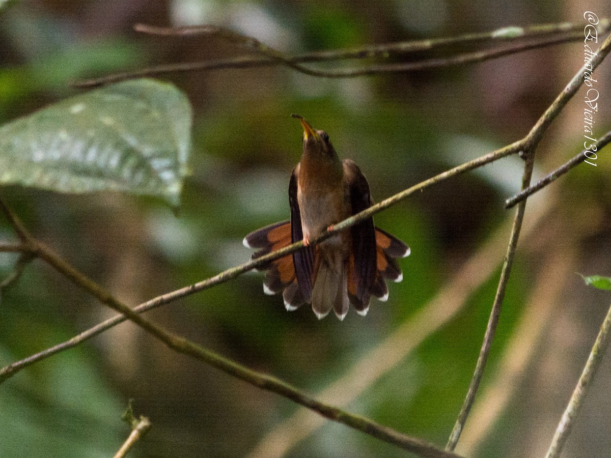 Rufous-breasted Hermit - ML620620618