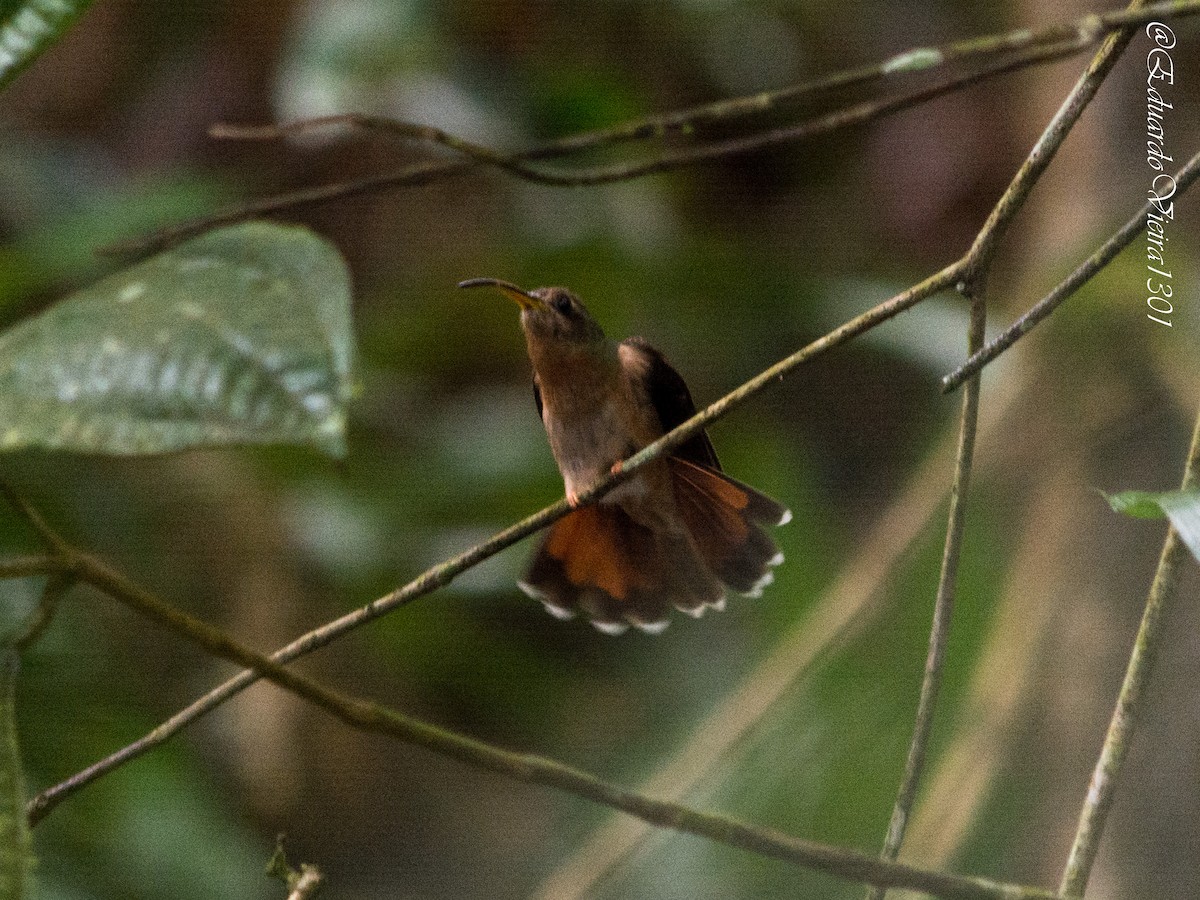 Rotschwanz-Schattenkolibri - ML620620619