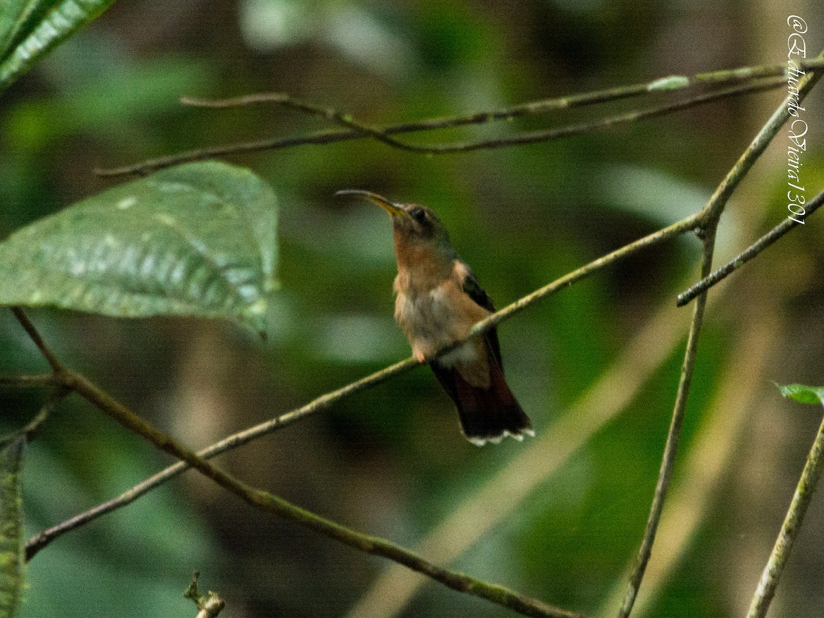 Rufous-breasted Hermit - ML620620620
