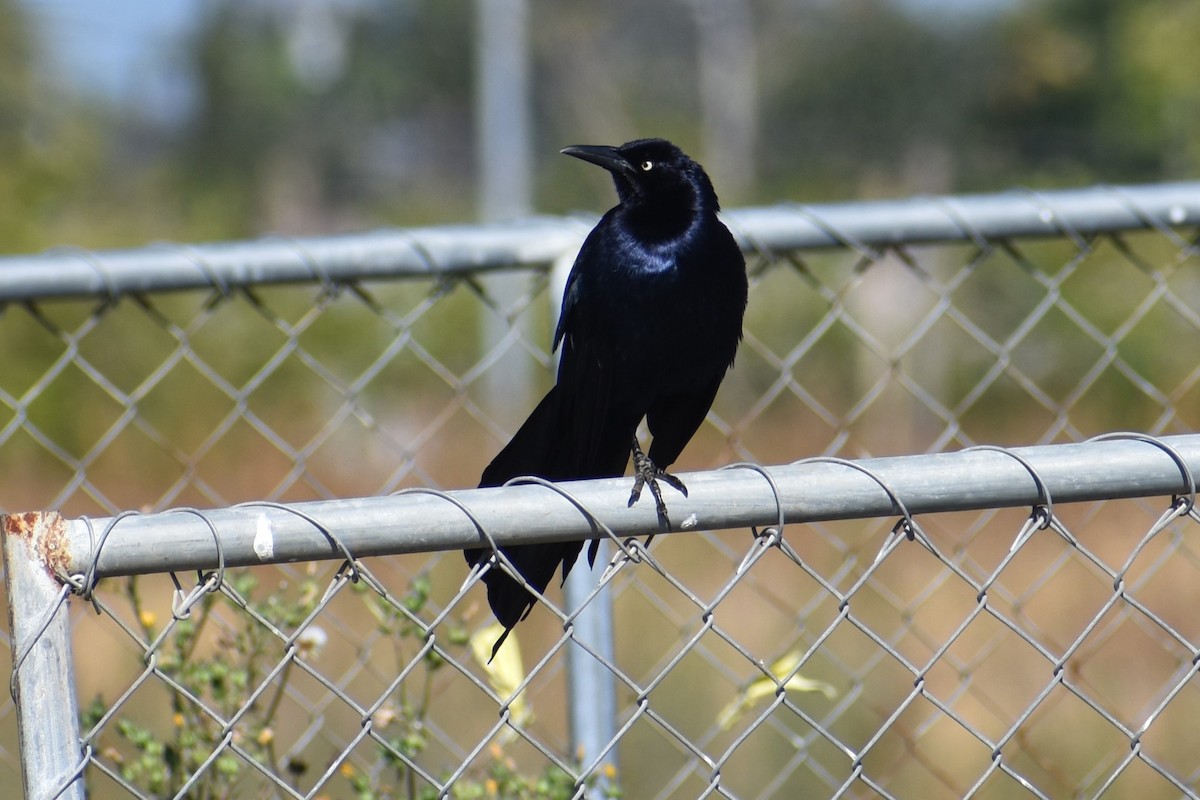 Great-tailed Grackle - ML620620621