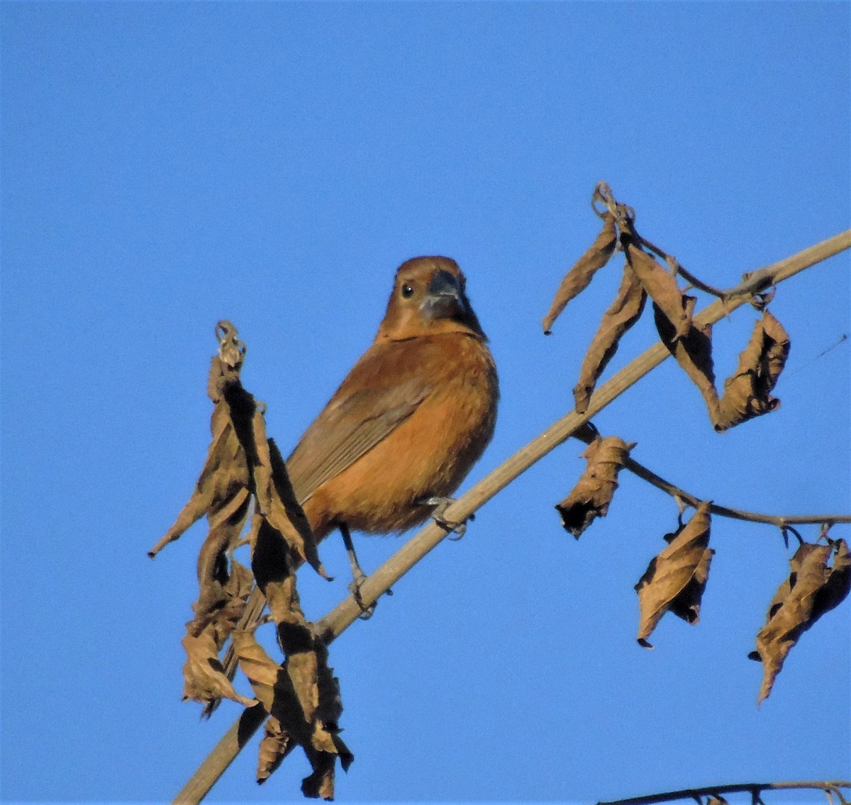 Ultramarine Grosbeak - ML620620623