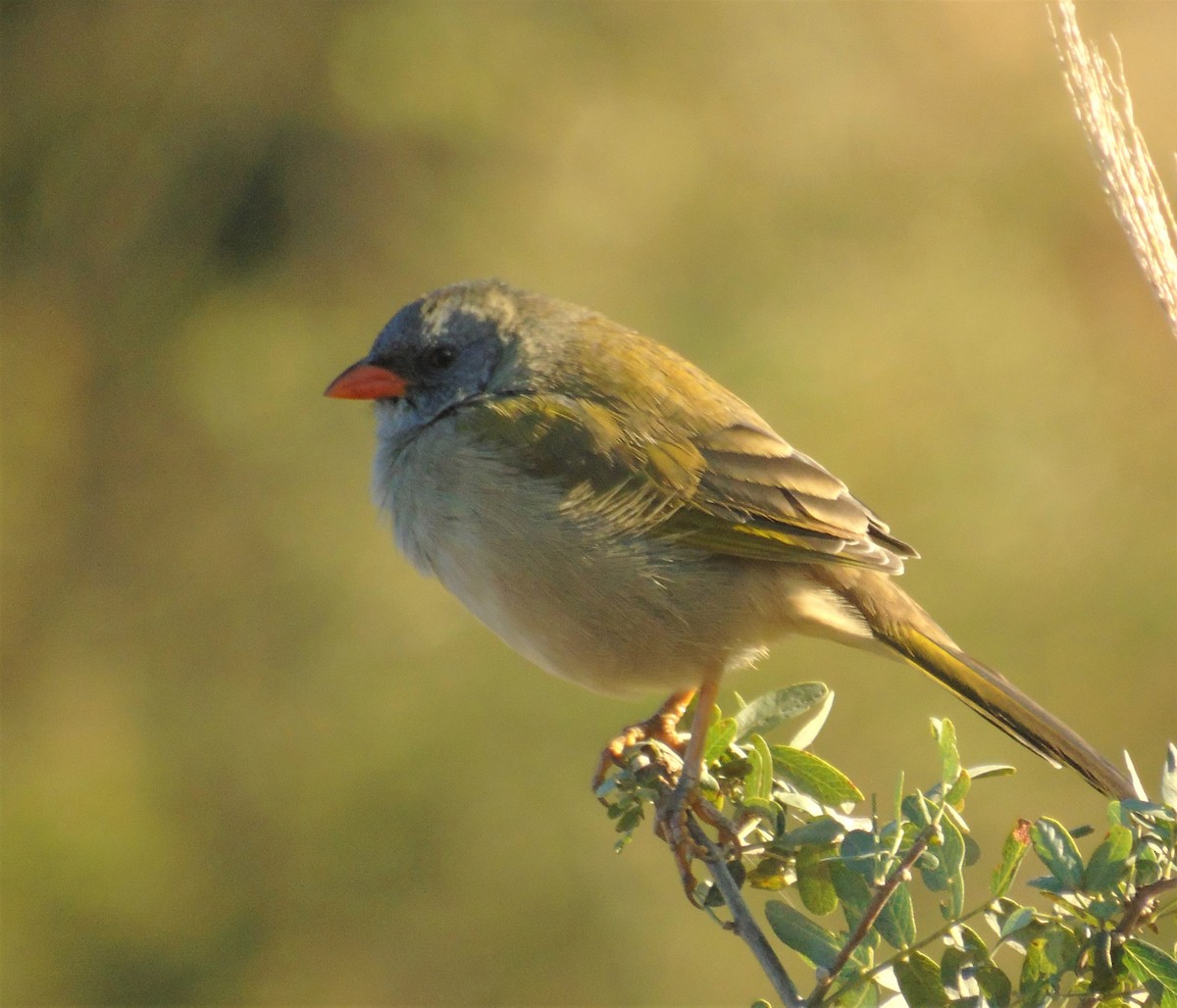 Great Pampa-Finch (Western) - ML620620626