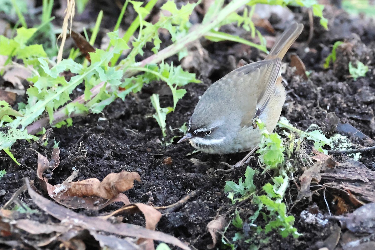 White-browed Scrubwren - Mark and Angela McCaffrey