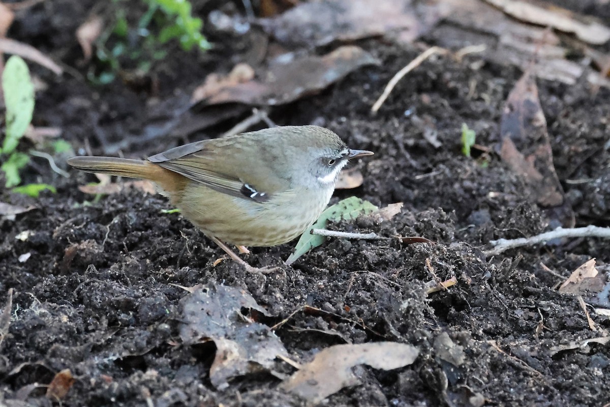 Weißbrauensericornis - ML620620629