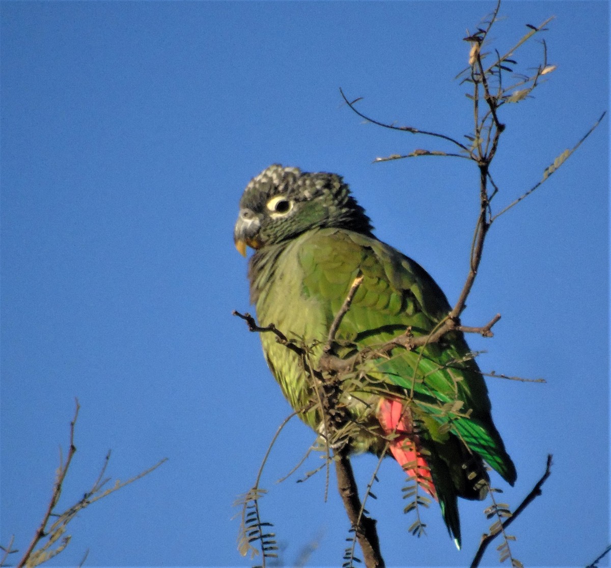 Scaly-headed Parrot - ML620620635