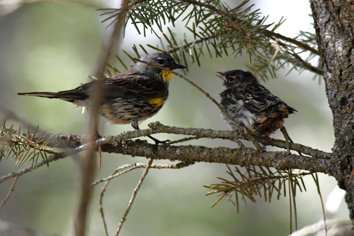 Yellow-rumped Warbler - ML620620636