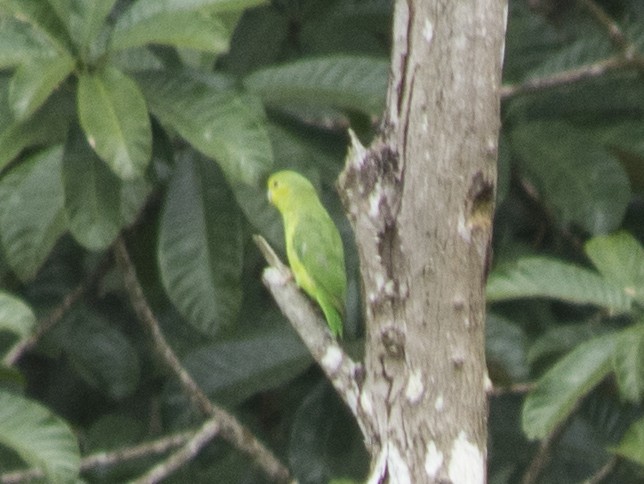 Cobalt-rumped Parrotlet - ML620620638