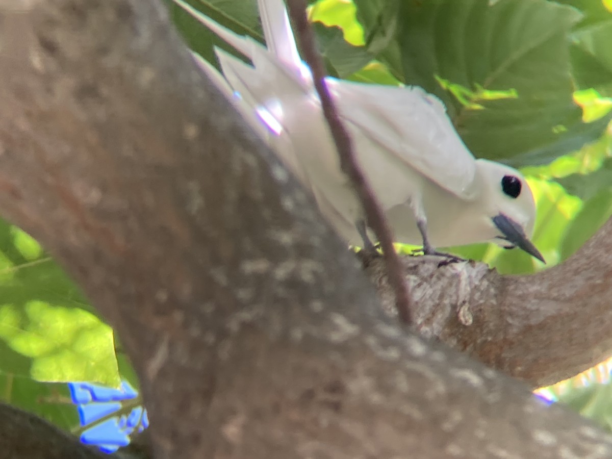 White Tern (Pacific) - ML620620641