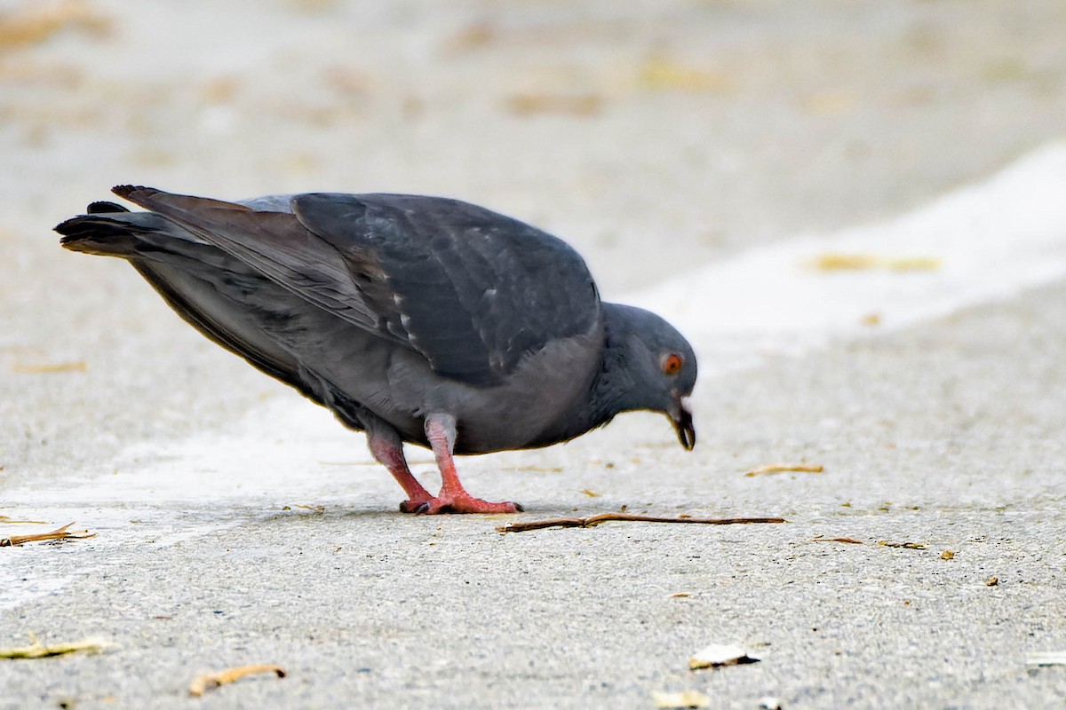 Rock Pigeon (Feral Pigeon) - ML620620644