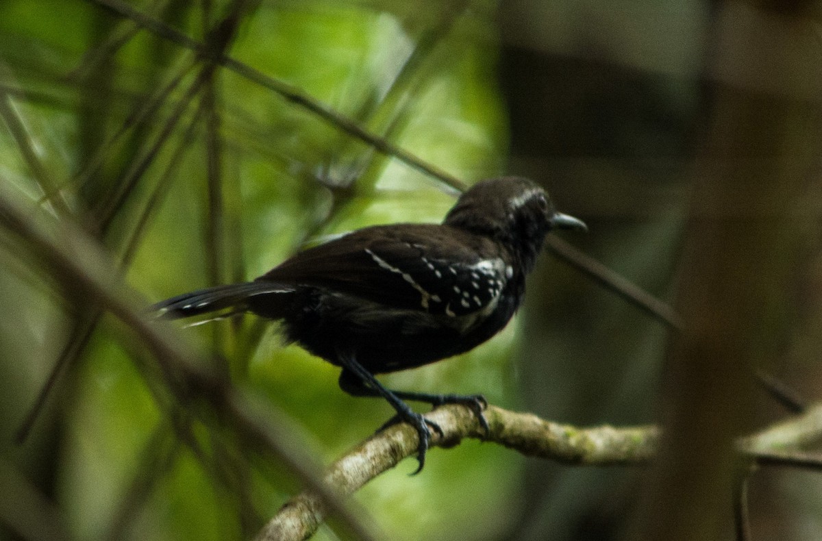 Southern White-fringed Antwren - ML620620646