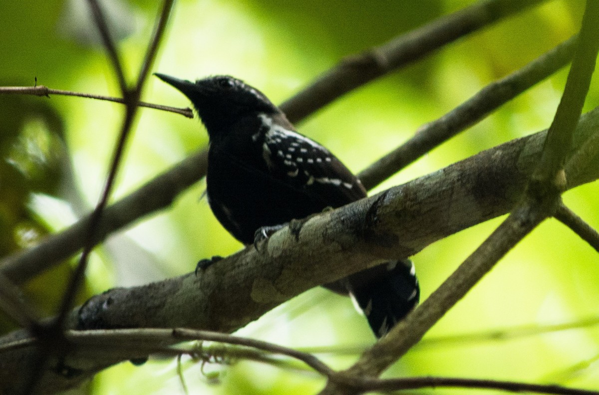 Southern White-fringed Antwren - ML620620647