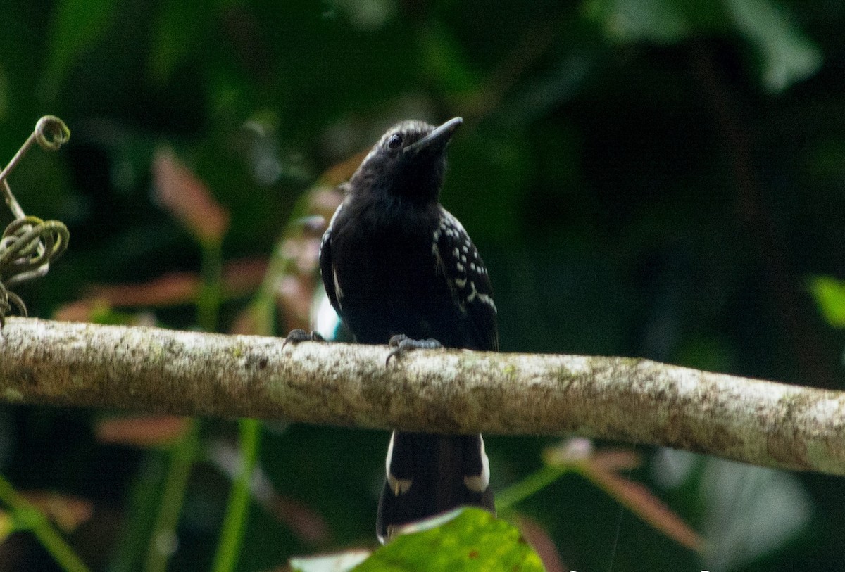 Southern White-fringed Antwren - ML620620649