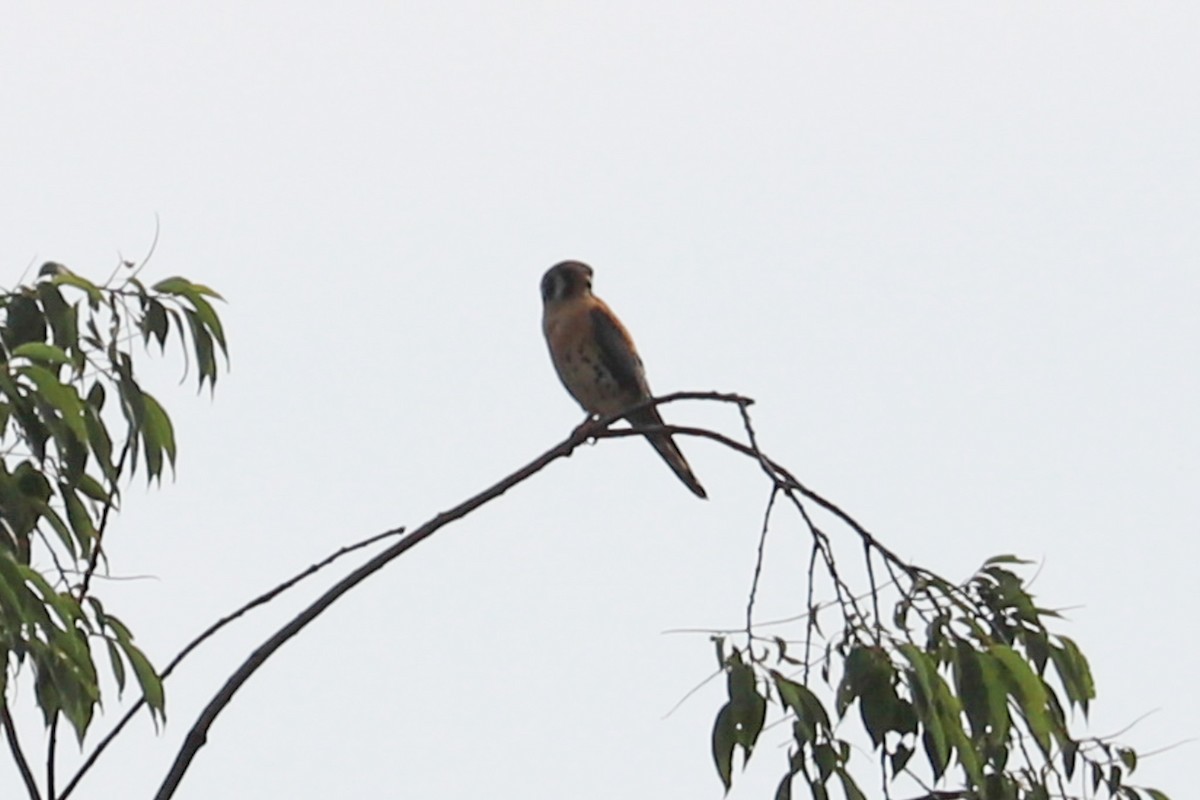 American Kestrel - ML620620650