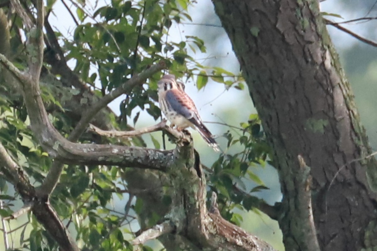 American Kestrel - ML620620652