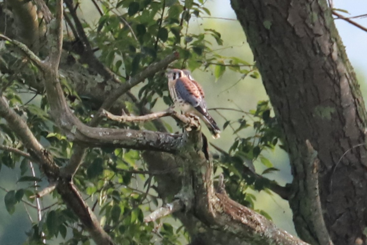 American Kestrel - ML620620654