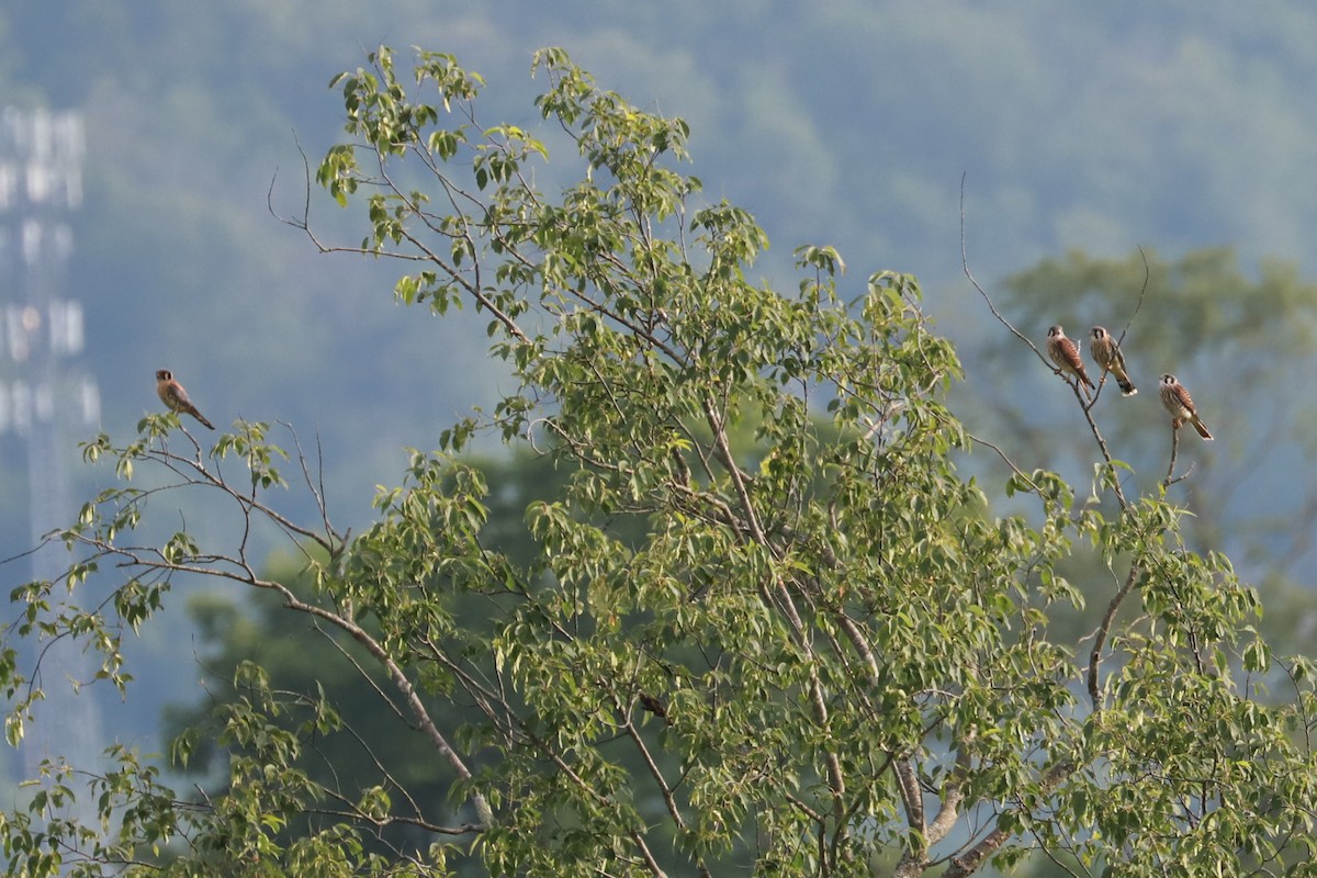 American Kestrel - ML620620655