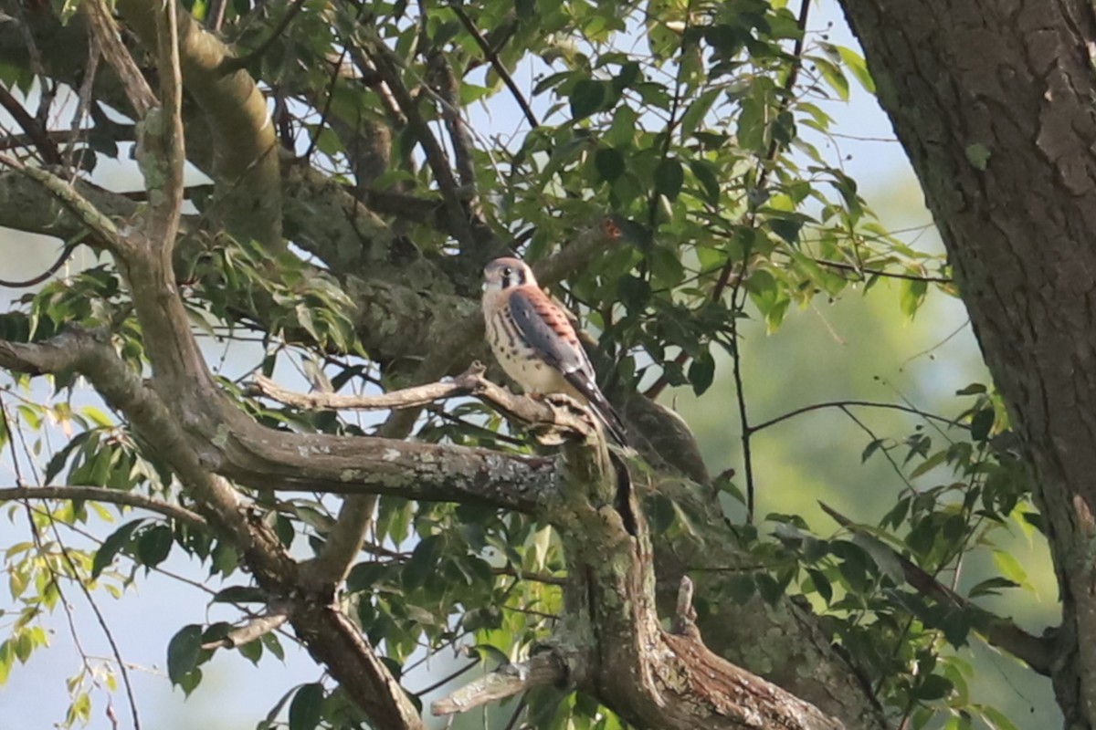 American Kestrel - ML620620656