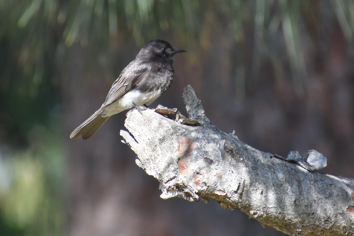 Black Phoebe - ML620620657