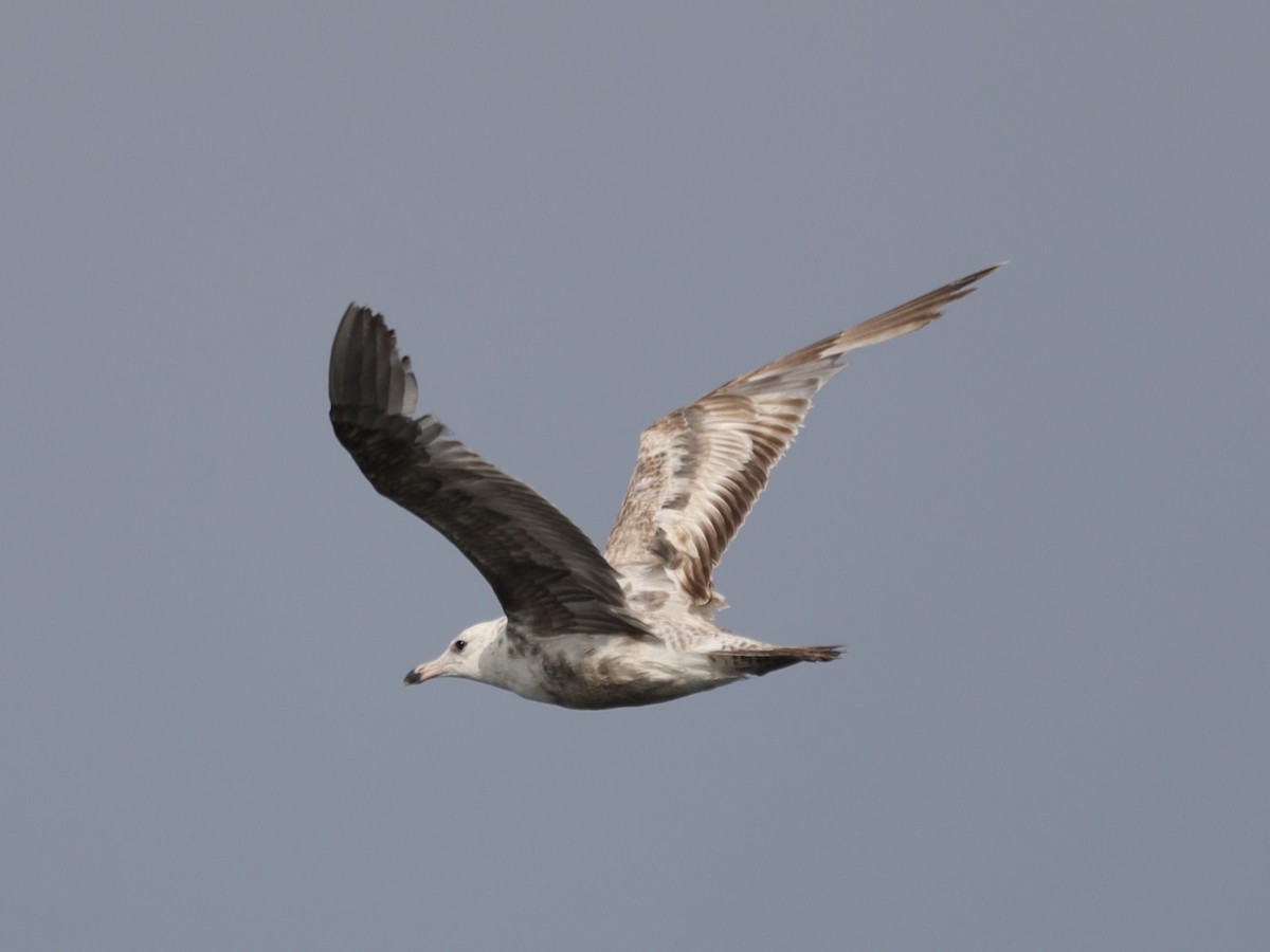 Ring-billed Gull - ML620620658