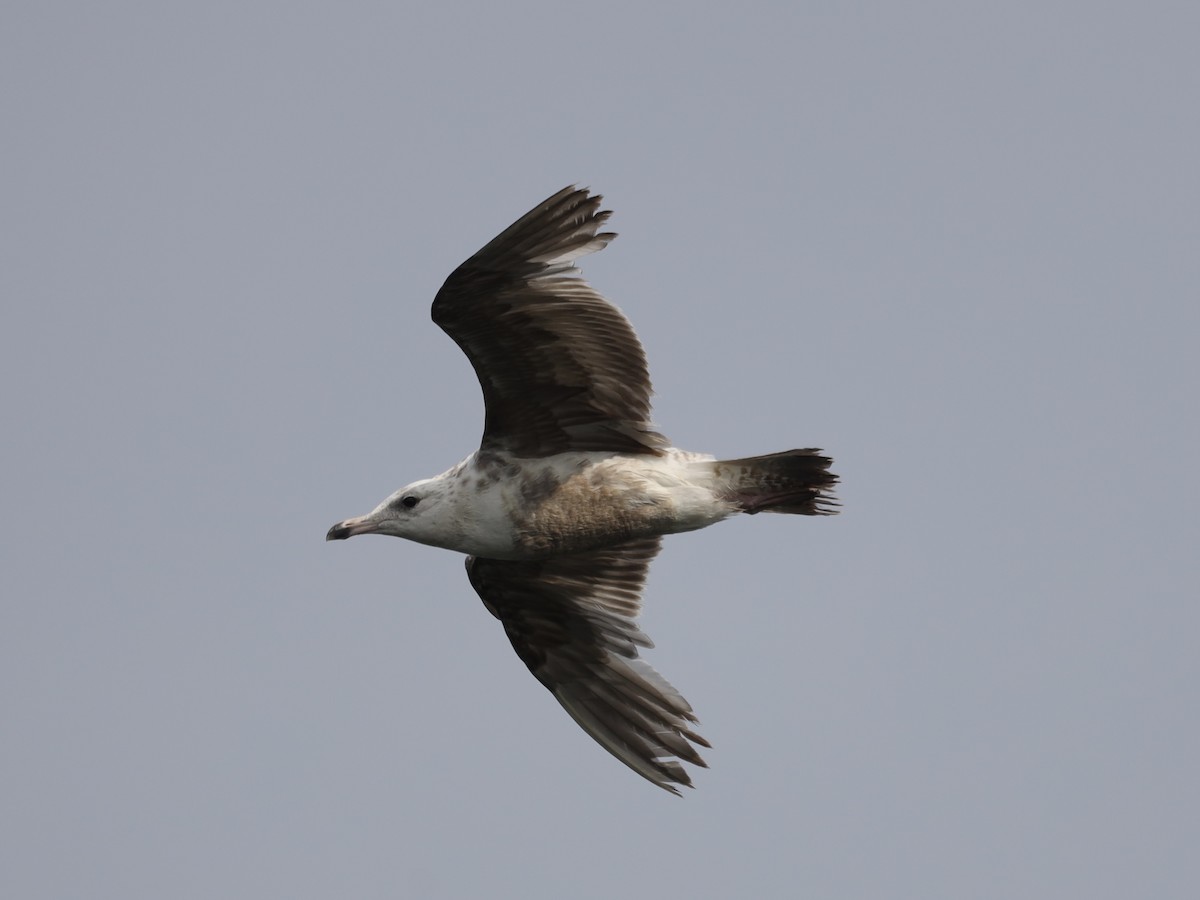 Ring-billed Gull - ML620620660