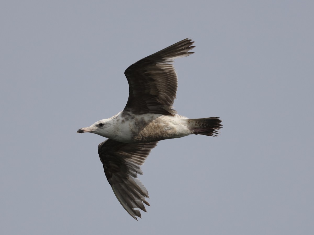 Ring-billed Gull - ML620620661