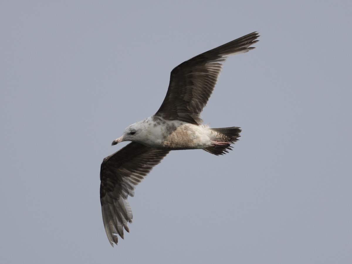 Ring-billed Gull - ML620620662