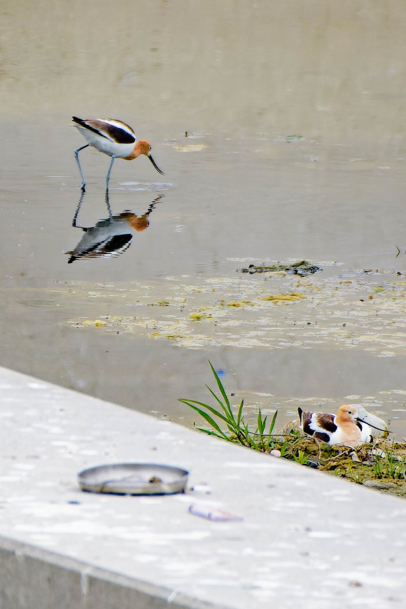 Avocette d'Amérique - ML620620669