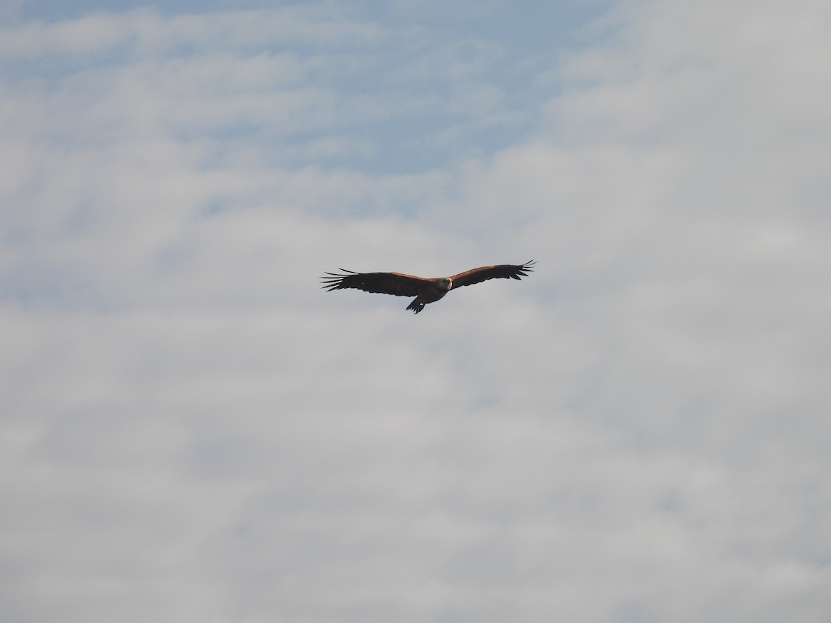 Black-collared Hawk - ML620620670