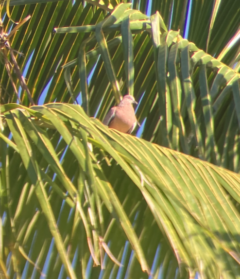 Spotted Dove - ML620620680