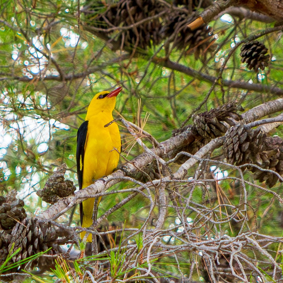 Eurasian Golden Oriole - ML620620681