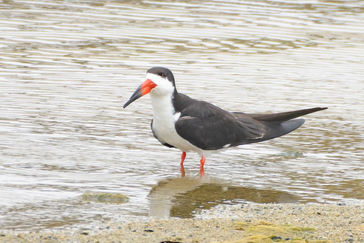 Black Skimmer - ML620620682